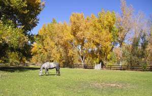 Lynn Long Planning and Design